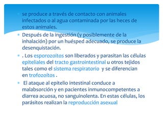  se produce a través de contacto con animales
infectados o al agua contaminada por las heces de
estos animales.
 Después de la ingestión (y posiblemente de la
inhalación) por un huésped adecuado, se produce la
desenquistación.
 . Los esporozoitos son liberados y parasitan las células
epiteliales del tracto gastrointestinal u otros tejidos
tales como el sistema respiratorio y se diferencian
en trofozoítos .
 El ataque al epitelio intestinal conduce a
malabsorción y en pacientes inmunocompetentes a
diarrea acuosa, no sanguinolenta. En estas células, los
parásitos realizan la reproducción asexual
 