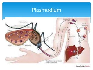 Plasmodium
 