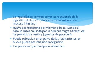  La ingestión se contrae como consecuencia de la
ingestión de huevos y larvas se desarrollan en la
mucosa intestinal
 Huevos se transmite por vía mano-boca cuando el
niño se rasca causada por la hembra migra a través de
las prendas de vestir y juguetes de guardería
 Puede sobrevivir en el polvo de las habitaciones, el
huevo puede ser inhalado o deglutido
 Las personas que manipulan alimentos
 