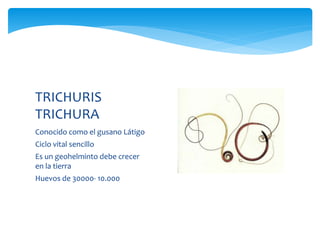 Conocido como el gusano Látigo
Ciclo vital sencillo
Es un geohelminto debe crecer
en la tierra
Huevos de 30000- 10.000
TRICHURIS
TRICHURA
 