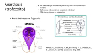 Giardiosis
(trofozoito)
• Protozoo intestinal flagelado
• En México hay 9 millones de personas parasitadas con Giardia
lamblia
• Es la causa más común de parasitosis intestinal
• Más frecuente que en los adultos
Minetti, C., Chalmers, R. M., Beeching, N. J., Probert, C.,
& Lamden, K. (2016). Giardiasis. Bmj, 355.
 