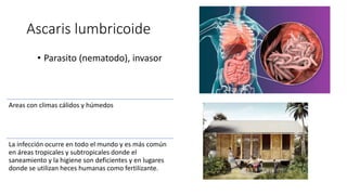 Ascaris lumbricoide
• Parasito (nematodo), invasor
Areas con climas cálidos y húmedos
La infección ocurre en todo el mundo y es más común
en áreas tropicales y subtropicales donde el
saneamiento y la higiene son deficientes y en lugares
donde se utilizan heces humanas como fertilizante.
 