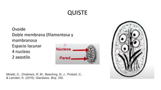 parasitos .pptx