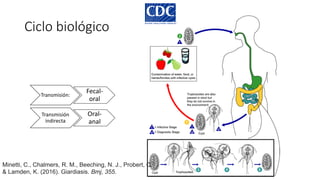 Ciclo biológico
Transmisión:
Fecal-
oral
Transmisión
indirecta
Oral-
anal
Minetti, C., Chalmers, R. M., Beeching, N. J., Probert, C.,
& Lamden, K. (2016). Giardiasis. Bmj, 355.
 