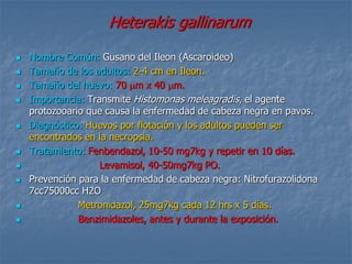 Heterakis gallinarum

   Nombre Común: Gusano del Ileon (Ascaroideo)
   Tamaño de los adultos: 2-4 cm en Ileon.
   Tamaño del huevo: 70 m x 40 m.
   Importancia: Transmite Histomonas meleagradis, el agente
    protozooario que causa la enfermedad de cabeza negra en pavos.
   Diagnóstico: Huevos por flotación y los adultos pueden ser
    encontrados en la necropsia.
   Tratamiento: Fenbendazol, 10-50 mg7kg y repetir en 10 días.
                   Levamisol, 40-50mg7kg PO.
   Prevención para la enfermedad de cabeza negra: Nitrofurazolidona
    7cc75000cc H2O
              Metronidazol, 25mg7kg cada 12 hrs x 5 días.
              Benzimidazoles, antes y durante la exposición.
 