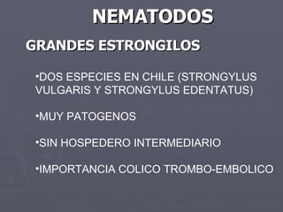DOS ESPECIES EN CHILE (STRONGYLUS VULGARIS Y STRONGYLUS EDENTATUS) MUY PATOGENOS SIN HOSPEDERO INTERMEDIARIO IMPORTANCIA COLICO TROMBO-EMBOLICO NEMATODOS GRANDES ESTRONGILOS 