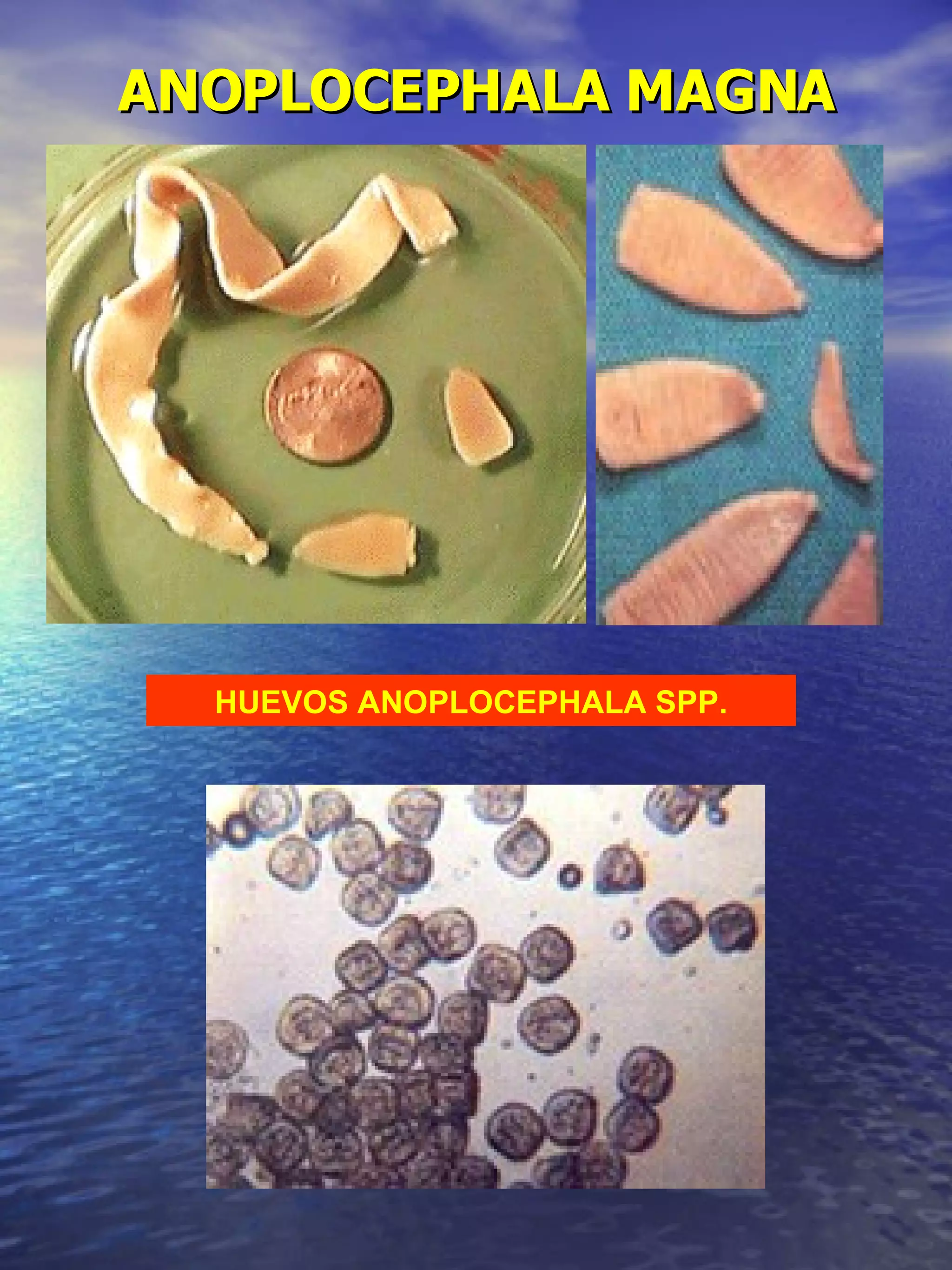 ANOPLOCEPHALA MAGNA HUEVOS ANOPLOCEPHALA SPP.