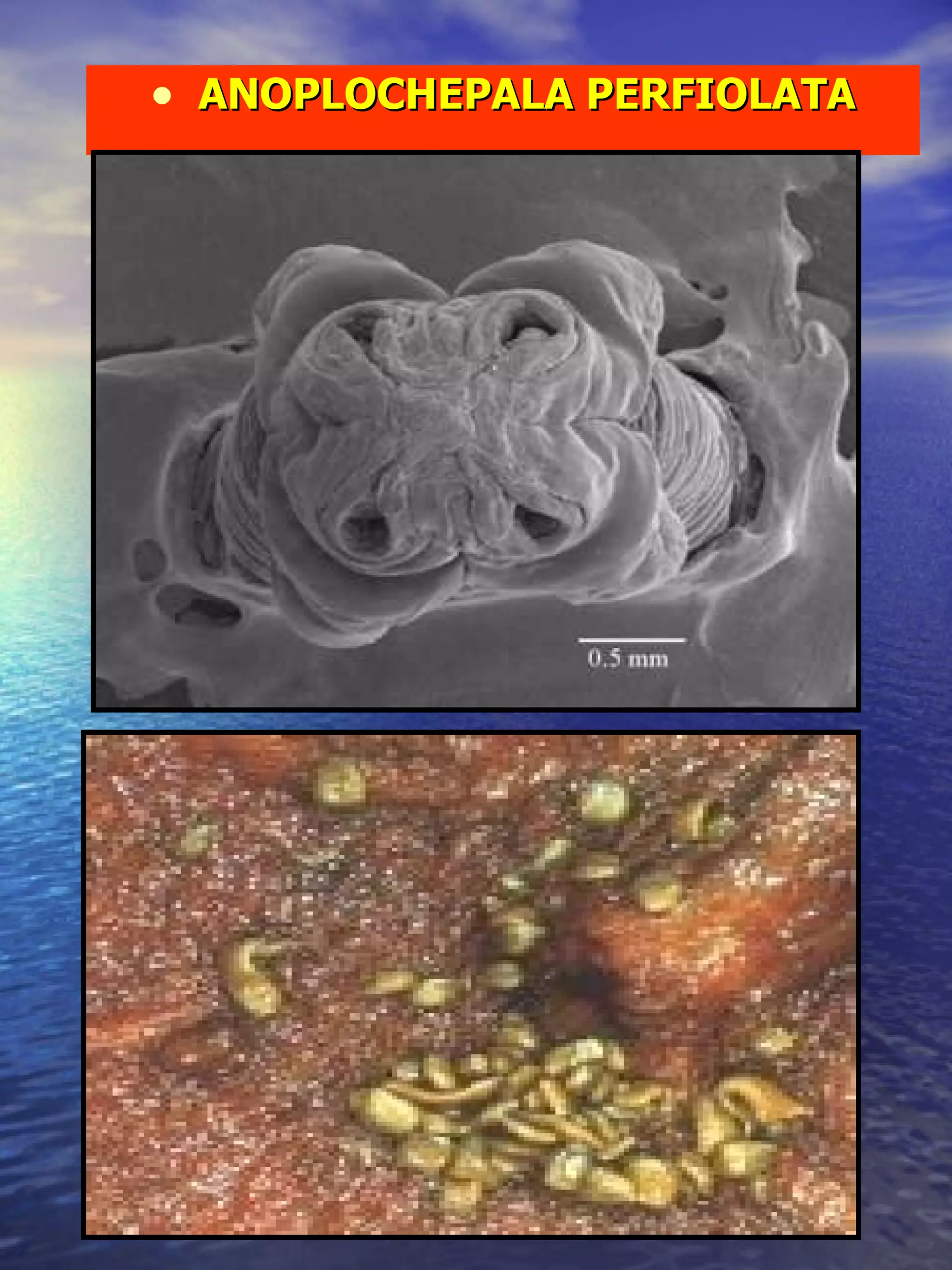 ANOPLOCHEPALA PERFIOLATA