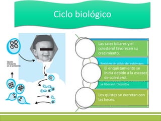 Ingesta de quistes (más de 25)
Resisten pH ácido del estómago.
Se desenquistan en el duodeno y
se liberan trofozoitos
Los trofozoitos se adosan a la mucosa
de la pared intestinal causando una
inflamación poco intensa.
Ciclo biológico
.
Las sales biliares y el
colesterol favorecen su
crecimiento.
El enquistamiento se
inicia debido a la escasez
de colesterol.
Los quistes se excretan con
las heces.
 