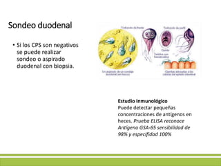 Sondeo duodenal
• Si los CPS son negativos
se puede realizar
sondeo o aspirado
duodenal con biopsia.
Estudio Inmunológico
Puede detectar pequeñas
concentraciones de antígenos en
heces. Prueba ELISA reconoce
Antígeno GSA-65 sensibilidad de
98% y especifidad 100%
 
