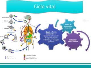 Ciclo vital
 