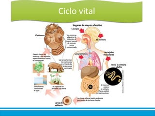 Ciclo vital
 
