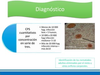 CPS
cuantitativos
por
concentración
en serie de
tres.
• Menos de 10 000
hpg. infección
leve.= 5 huevos.
• 10 000 a 20 000
hpg infección
mediana= 5-10
• Más de 20 000 hpg
infección intensa =
más de10
Identificación de los nematodos
adultos eliminados por el recto u
otros orificios corporales.
Diagnóstico
 