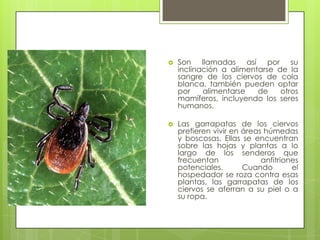 

Son llamadas así por su
inclinación a alimentarse de la
sangre de los ciervos de cola
blanca, también pueden optar
por
alimentarse
de
otros
mamíferos, incluyendo los seres
humanos.



Las garrapatas de los ciervos
prefieren vivir en áreas húmedas
y boscosas. Ellas se encuentran
sobre las hojas y plantas a lo
largo de los senderos que
frecuentan
anfitriones
potenciales.
Cuando
el
hospedador se roza contra esas
plantas, las garrapatas de los
ciervos se aferran a su piel o a
su ropa.

 