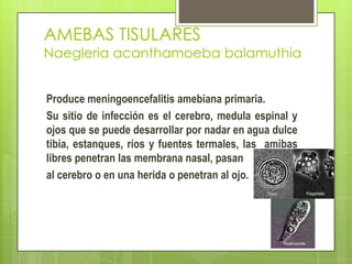 AMEBAS TISULARES

Naegleria acanthamoeba balamuthia
Produce meningoencefalitis amebiana primaria.
Su sitio de infección es el cerebro, medula espinal y
ojos que se puede desarrollar por nadar en agua dulce
tibia, estanques, ríos y fuentes termales, las amibas
libres penetran las membrana nasal, pasan
al cerebro o en una herida o penetran al ojo.

 