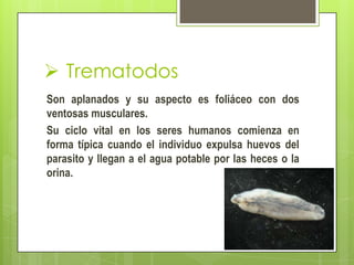  Trematodos
Son aplanados y su aspecto es foliáceo con dos
ventosas musculares.
Su ciclo vital en los seres humanos comienza en
forma típica cuando el individuo expulsa huevos del
parasito y llegan a el agua potable por las heces o la
orina.

 