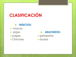 CLASIFICACIÓN
INSECTOS:
 moscas
 piojos
 pulgas
 Chinches


ARACNIDOS:
 garrapatas
 ácaros


 