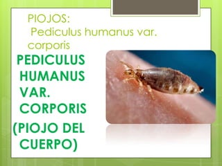 PIOJOS:
Pediculus humanus var.
corporis

PEDICULUS
HUMANUS
VAR.
CORPORIS
(PIOJO DEL
CUERPO)

 