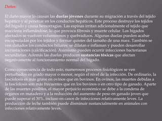 Daños:

El daño mayor lo causan las duelas jóvenes durante su migración a través del tejido
hepático y al penetrar en los conductos hepáticos. Este proceso destruye los tejidos
del hígado y causa hemorragias. Las espinas irritan adicionalmente el tejido que
reacciona inflamándose, lo que provoca fibrosis y muerte celular. Los hígados
afectados se vuelven voluminosos y quebradizos. Algunas duelas pueden acabar
encapsuladas por los tejidos y formar quistes del tamaño de una nuez. También se
ven dañados los conductos biliares: se dilatan e inflaman y pueden desarrollar
incrustaciones (calcificación). Asimismo pueden ocurrir infecciones bacterianas
secundarias. Además las duelas producen sustancias tóxicas que afectan
negativamente al funcionamiento normal del hígado.

Como consecuencia de todo esto, numerosos procesos fisiológicos se ven
perturbados en grado mayor o menor, según el nivel de la infección. De ordinario, la
fasciolosis es más grave en ovinos que en bovinos. En ovinos, las muertes debidas a
la fasciolosis son más frecuentes que en los bovinos o en otro tipo de ganado. Aparte
de las muertes posibles, el mayor perjuicio económico se debe a la condena de
órganos en matadero y a la reducción del aumento de peso en ganado joven que
puede superar el 30%, incluso en casos de infecciones relativamente leves. La
producción de leche también puede disminuir sustancialmente en animales con
infecciones relativamente leves.
 
