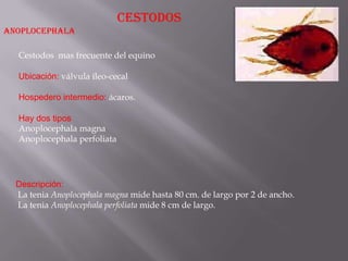 CESTODOS
ANOPLOCEPHALA

  Cestodos mas frecuente del equino

  Ubicación: válvula íleo-cecal

  Hospedero intermedio: ácaros.

  Hay dos tipos
  Anoplocephala magna
  Anoplocephala perfoliata




  Descripción:
  La tenia Anoplocephala magna mide hasta 80 cm. de largo por 2 de ancho.
  La tenia Anoplocephala perfoliata mide 8 cm de largo.
 