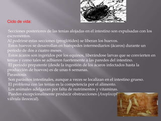 Ciclo de vida:

 Secciones posteriores de las tenias alojadas en el intestino son expulsadas con los
excrementos.
Al podrirse estas secciones (proglótides) se liberan los huevos.
 Estos huevos se desarrollan en huéspedes intermediarios (ácaros) durante un
período de dos a cuatro meses.
 Estos ácaros son ingeridos por los equinos, liberándose larvas que se convierten en
tenias y como tales se adhieren fuertemente a las paredes del intestino.
 El período prepatente (desde la ingestión de los ácaros infectados hasta la
producción de huevos) es de unas 6 semanas.
Parasitosis
 Son parásitos intestinales, aunque a veces se localizan en el intestino grueso.
 El problema con las tenias es la competencia por el alimento.
 Los animales adelgazan por falta de nutrimentos y vitaminas.
 Pueden excepcionalmente producir obstrucciones (Anoplocephala perfoliata en
válvula ileocecal).
 
