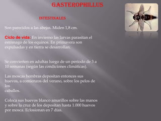 GASTEROPHILLUS

                   INTESTINALES

Son parecidos a las abejas. Miden 1,8 cm.

Ciclo de vida: En invierno las larvas parasitan el
estómago de los equinos. En primavera son
expulsadas y en tierra se desarrollan.


Se convierten en adultas luego de un período de 3 a
10 semanas (según las condiciones climáticas).

Las moscas hembras depositan entonces sus
huevos, a comienzos del verano, sobre los pelos de
los
caballos.

Coloca sus huevos blanco amarillos sobre las manos
y sobre la cruz de los depositan hasta 1.000 huevos
por mosca. Eclosionan en 7 días.
 