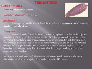 TREMATODOS
FACIOLA HEPÁTICA
 Ubicación: Hígado del equino.

 Hospedero intermedio: En caracol.

 Localización :
          Los órganos predilectos de Fasciola hepatica son los conductos biliares del
 hígado y vesícula biliar.

 Descripción:
          Los adultos de F. hepatica tienen un cuerpo aplanado en forma de hoja, de
 unos 30 mm de largo y 15 mm de ancho. Son de color gris-rosado a parduzco. Su
 extremo anterior forma una proyección cónica que se extienden súbitamente para
 formar las así llamadas «espaldas». Tiene dos ventosas, ambas en la parte anterior
 del cuerpo. La superficie del cuerpo está dotada de numerosas espinas. La boca
 desemboca en una porción cilíndrica muscular, la faringe, con la que chupa la
 sangre del hospedador.

 Los huevos son de forma oval, de color amarillento a verduzco derivado de la
 bilis, están dotados de un opérculo y miden unas 80x140 micras.
 