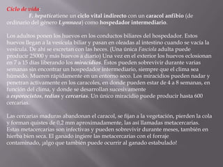 Ciclo de vida:
         F. hepaticatiene un ciclo vital indirecto con un caracol anfibio (de
ordinario del género Lymnaea) como hospedador intermediario.

Los adultos ponen los huevos en los conductos biliares del hospedador. Estos
huevos llegan a la vesícula biliar y pasan en oleadas al intestino cuando se vacía la
vesícula. De ahí se excretan con las heces. (Una única Fasciola adulta puede
producir 25000 y más huevos a diario) Una vez en el exterior los huevos eclosionan
en 7 a 15 días liberando los miracidios. Éstos pueden sobrevivir durante varias
semanas sin encontrar un hospedador intermediario, siempre que el clima sea
húmedo. Mueren rápidamente en un entorno seco. Los miracidios pueden nadar y
penetran activamente en los caracoles, en donde pueden estar de 4 a 8 semanas, en
función del clima, y donde se desarrollan sucesivamente
a esporocistos, redias y cercarias. Un único miracidio puede producir hasta 600
cercarias.

Las cercarias maduras abandonan el caracol, se fijan a la vegetación, pierden la cola
y forman quistes de 0,2 mm aproximadamente, las así llamadas metacercarias.
Estas metacercarias son infectivas y pueden sobrevivir durante meses, también en
hierba bien seca. El ganado ingiere las metacercarias con el forraje
contaminado, ¡algo que también puede ocurrir al ganado estabulado!
 