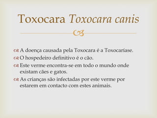 Toxocara Toxocara canis
           
 A doença causada pela Toxocara é a Toxocaríase.
 O hospedeiro definitivo é o cão.
 Este verme encontra-se em todo o mundo onde
  existam cães e gatos.
 As crianças são infectadas por este verme por
  estarem em contacto com estes animais.
 