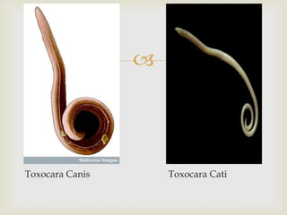 




Toxocara Canis       Toxocara Cati
 