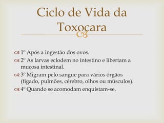 Ciclo de Vida da
             Toxocara
                
 1º Após a ingestão dos ovos.
 2º As larvas eclodem no intestino e libertam a
  mucosa intestinal.
 3º Migram pelo sangue para vários órgãos
  (fígado, pulmões, cérebro, olhos ou músculos).
 4º Quando se acomodam enquistam-se.
 