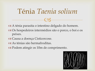 Ténia Taenia solium
              
 A ténia parasita o intestino delgado do homem.
 Os hospedeiros intermédios são o porco, o boi e os
  peixes.
 Causa a doença Cisticercose.
 As ténias são hermafroditas.
 Podem atingir os 10m de comprimento.
 