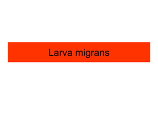 Larva migrans
 