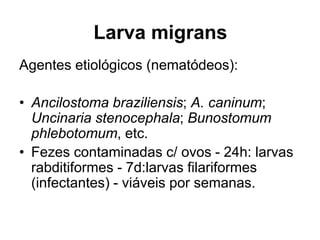 Larva migrans
Agentes etiológicos (nematódeos):
• Ancilostoma braziliensis; A. caninum;
Uncinaria stenocephala; Bunostomum
phlebotomum, etc.
• Fezes contaminadas c/ ovos - 24h: larvas
rabditiformes - 7d:larvas filariformes
(infectantes) - viáveis por semanas.
 