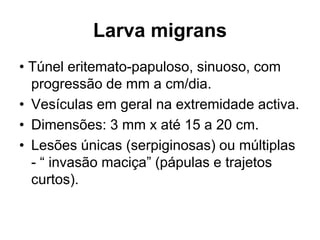 Larva migrans
• Túnel eritemato-papuloso, sinuoso, com
progressão de mm a cm/dia.
• Vesículas em geral na extremidade activa.
• Dimensões: 3 mm x até 15 a 20 cm.
• Lesões únicas (serpiginosas) ou múltiplas
- “ invasão maciça” (pápulas e trajetos
curtos).
 