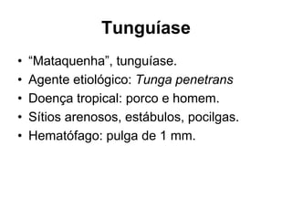 Tunguíase
• “Mataquenha”, tunguíase.
• Agente etiológico: Tunga penetrans
• Doença tropical: porco e homem.
• Sítios arenosos, estábulos, pocilgas.
• Hematófago: pulga de 1 mm.
 