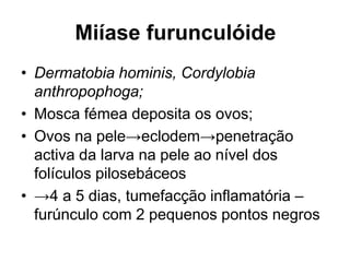 Miíase furunculóide
• Dermatobia hominis, Cordylobia
anthropophoga;
• Mosca fémea deposita os ovos;
• Ovos na pele→eclodem→penetração
activa da larva na pele ao nível dos
folículos pilosebáceos
• →4 a 5 dias, tumefacção inflamatória –
furúnculo com 2 pequenos pontos negros
 