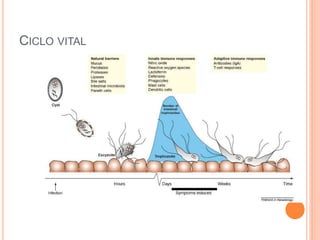 CICLO VITAL
 
