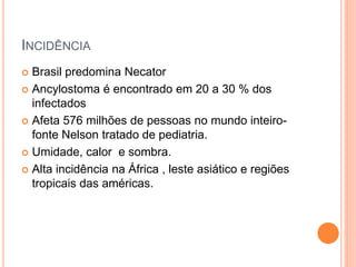 INCIDÊNCIA
 Brasil predomina Necator
 Ancylostoma é encontrado em 20 a 30 % dos
infectados
 Afeta 576 milhões de pessoas no mundo inteiro-
fonte Nelson tratado de pediatria.
 Umidade, calor e sombra.
 Alta incidência na África , leste asiático e regiões
tropicais das américas.
 