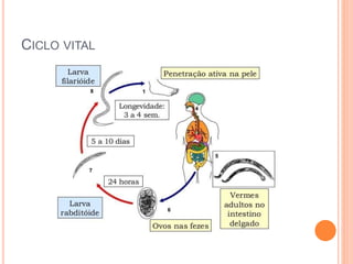 CICLO VITAL
 