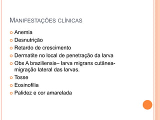 MANIFESTAÇÕES CLÍNICAS
 Anemia
 Desnutrição
 Retardo de crescimento
 Dermatite no local de penetração da larva
 Obs A braziliensis– larva migrans cutânea-
migração lateral das larvas.
 Tosse
 Eosinofilia
 Palidez e cor amarelada
 
