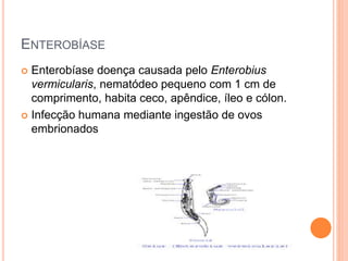 ENTEROBÍASE
 Enterobíase doença causada pelo Enterobius
vermicularis, nematódeo pequeno com 1 cm de
comprimento, habita ceco, apêndice, íleo e cólon.
 Infecção humana mediante ingestão de ovos
embrionados
 