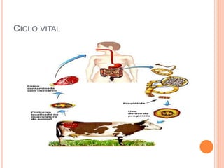 CICLO VITAL
 