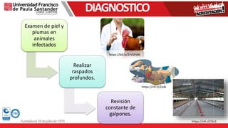 DIAGNOSTICO
Examen de piel y
plumas en
animales
infectados
Realizar
raspados
profundos.
Revisión
constante de
galpones.
https://n9.cl/13z1
https://bit.ly/2rV6PdM
https://n9.cl/2zdk
 