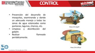 CONTROL
• Prevención del desarrollo de
mosquitos, examinando y dando
un adecuado manejo a todas las
zonas de agua estancadas como
pantanos, lagunas, charcos, etc.
• Limpieza y desinfección del
galpón.
• Realizar flameado
periódicamente.
https://n9.cl/gx4f
https://n9.cl/05cyl
 
