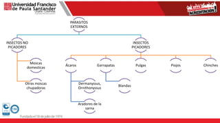 PARASITOS
EXTERNOS
INSECTOS NO
PICADORES
Moscas
domesticas
Otras moscas
chupadoras
INSECTOS
PICADORES
Ácaros
Dermanyssus,
Ornithonyssus
Aradores de la
sarna
Garrapatas
Blandas
Pulgas Piojos Chinches
 