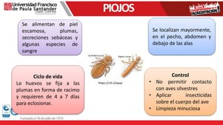 ¿QUE
ES?
Se localizan mayormente,
en el pecho, abdomen y
debajo de las alas
Se alimentan de piel
escamosa, plumas,
secreciones sebáceas y
algunas especies de
sangre
Control
• No permitir contacto
con aves silvestres
• Aplicar insecticidas
sobre el cuerpo del ave
• Limpieza minuciosa
Ciclo de vida
Lo huevos se fija a las
plumas en forma de racimo
y requieren de 4 a 7 días
para eclosionar.
https://n9.cl/qoyx
PIOJOS
 