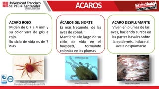 ACARO ROJO
Miden de 0.7 a 4 mm y
su color vara de gris a
rojo.
Su ciclo de vida es de 7
días
ÁCAROS DEL NORTE
Es mas frecuente de las
aves de corral.
Mantiene a lo largo de su
ciclo de vida en el
huésped, formando
colonias en las plumas
ACARO DESPLUMANTE
Viven en plumas de las
aves, haciendo surcos en
las partes basales sobre
la epidermis. Induce al
ave a desplumarse
https://n9.cl/z3ix
https://n9.cl/f2gi2?
https://n9.cl/kinu
ACAROS
 