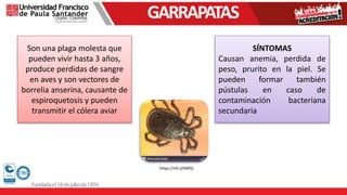 GARRAPATAS
Son una plaga molesta que
pueden vivir hasta 3 años,
produce perdidas de sangre
en aves y son vectores de
borrelia anserina, causante de
espiroquetosis y pueden
transmitir el cólera aviar
SÍNTOMAS
Causan anemia, perdida de
peso, prurito en la piel. Se
pueden formar también
pústulas en caso de
contaminación bacteriana
secundaria
https://n9.cl/0495j
 