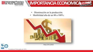 IMPORTANCIAECONOMICA
• Disminución en la producción.
• Morbilidad alta de un 80 a 100%.
https://n9.cl/2015
 